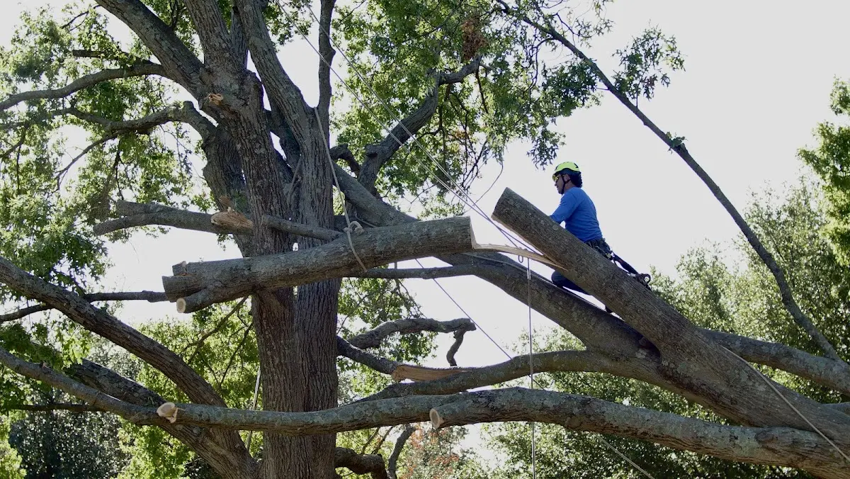 Professional Crown Thinning performed by certified arborists in Twin Lakes