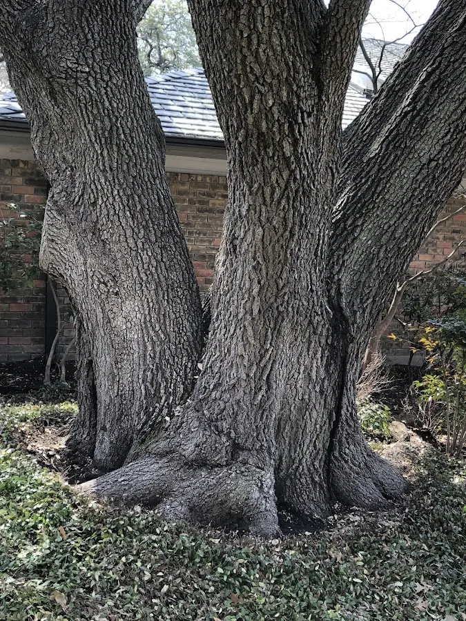 Mature heritage tree close to a Twin Lakes property cared for by certified arborists
